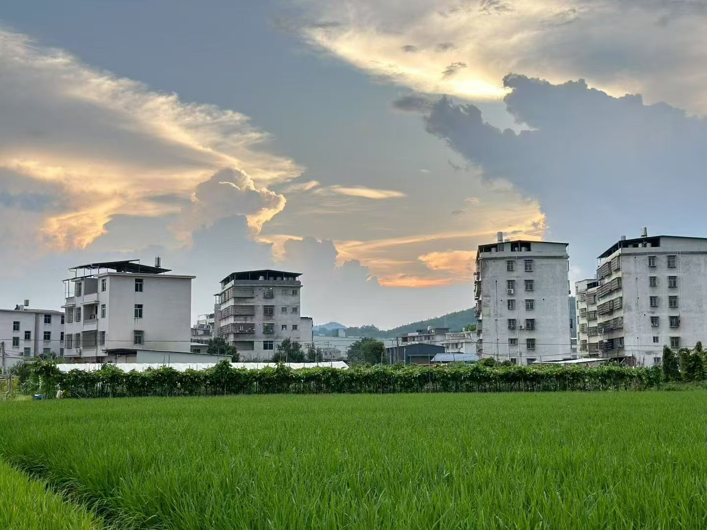 高温下的坚守与隐忧：从外卖员病倒入院看劳动权益法治保障