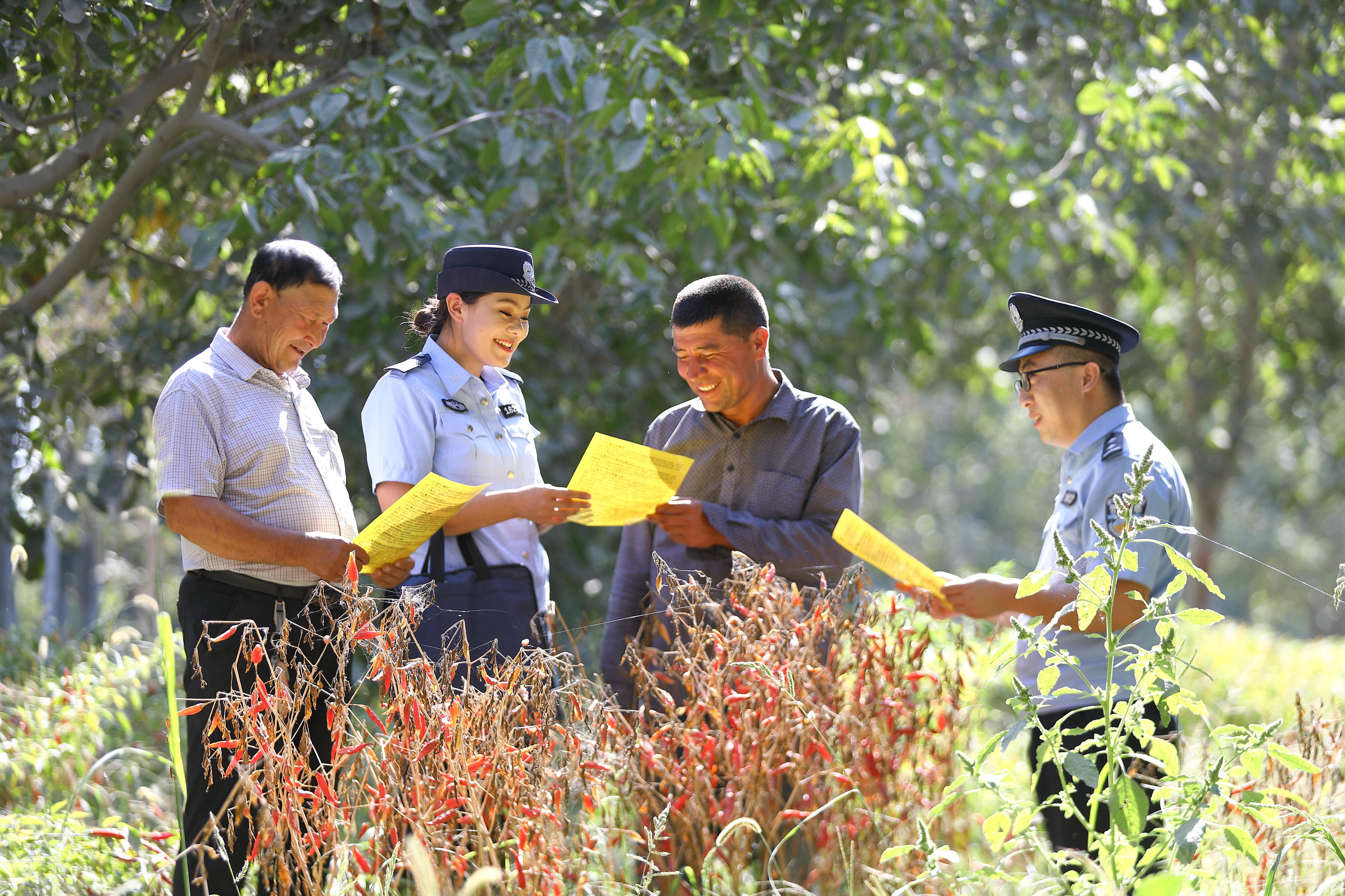 新疆叶城：红辣满田畴 警务护丰收