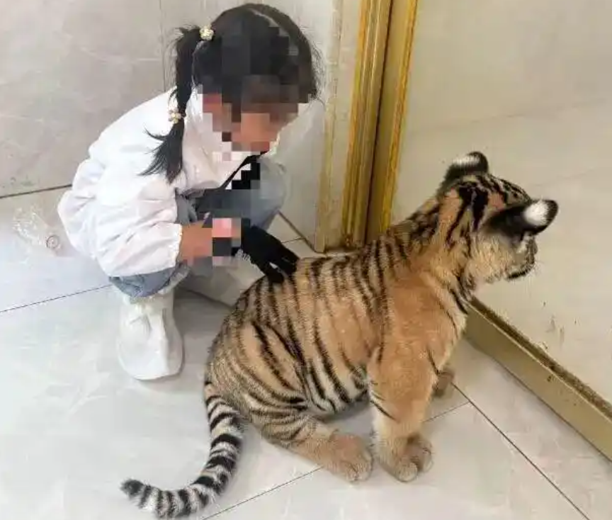 萌虎互动伤人背后的安全责任与法律边界